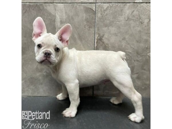 French Bulldog Dog Male Cream 30884 Petland Frisco, Texas