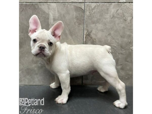 French Bulldog-Dog-Male-Cream-30884-Petland Frisco & Mckinney, Texas