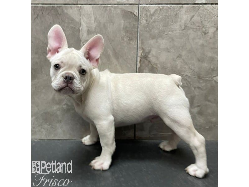 French Bulldog-Dog-Male-Cream-3905459-Petland Frisco, Texas