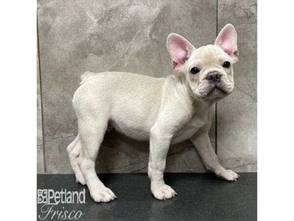 French Bulldog Dog Male Cream 30882 Petland Frisco, Texas