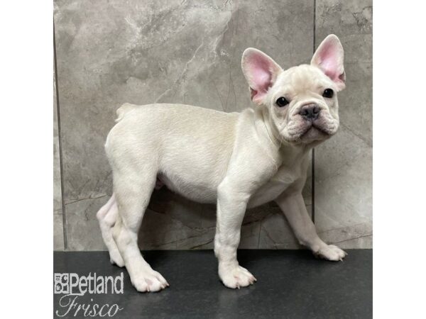 French Bulldog-Dog-Male-Cream-30882-Petland Frisco & Mckinney, Texas