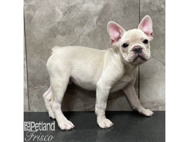 French Bulldog-Dog-Male-Cream-3905434-Petland Frisco, Texas