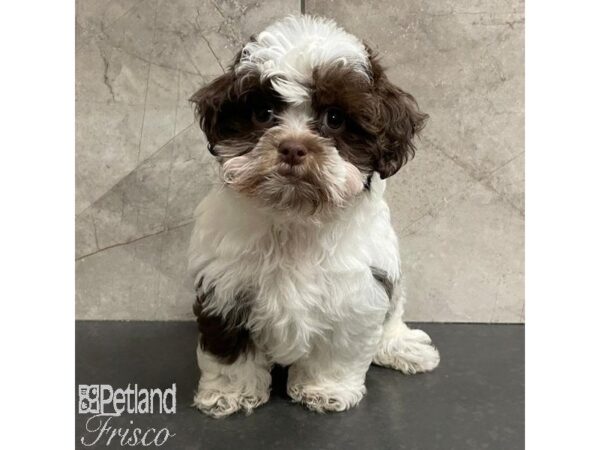 ShizaPoo-Dog-Female-Chocolate / White-30975-Petland Frisco & Mckinney, Texas