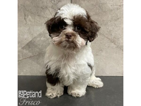 ShizaPoo Dog Female Chocolate / White 30975 Petland Frisco, Texas