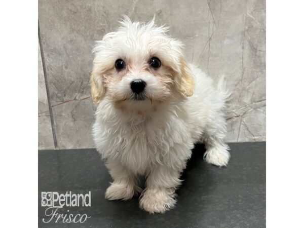 Havanese Dog Female Cream 30969 Petland Frisco, Texas