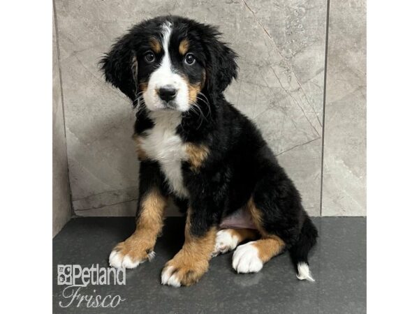 Bernese Mountain Dog Dog Female Black Rust and White 30963 Petland Frisco, Texas