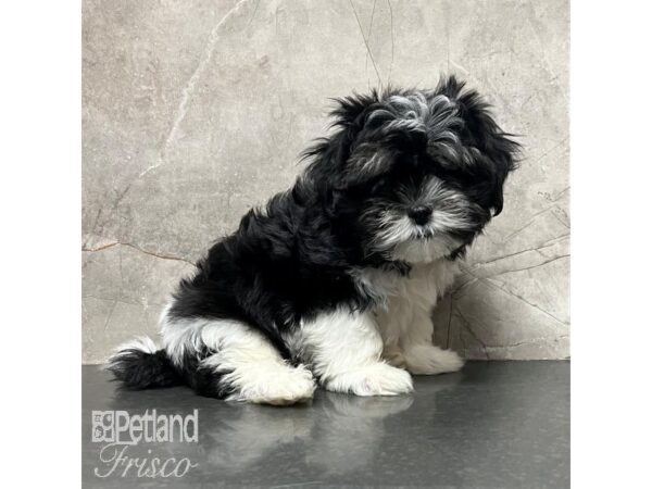 Mal-Shi Dog Male Black and White 30961 Petland Frisco, Texas