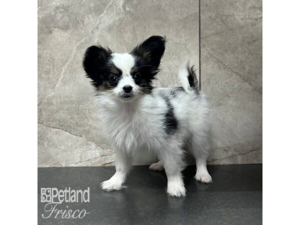 Papillon Dog Male Black and White 30887 Petland Frisco, Texas