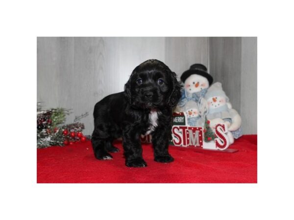 Cocker Spaniel-Dog-Female-Black-31046-Petland Frisco, Texas