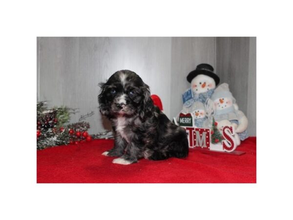 Cocker Spaniel Dog Female Blue Merle / White 31044 Petland Frisco, Texas