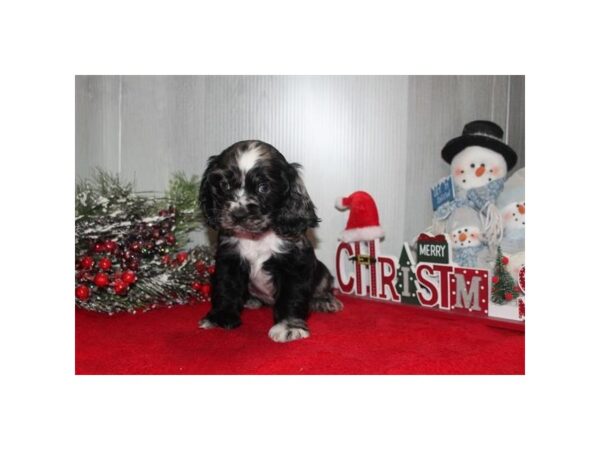 Cocker Spaniel Dog Male Blue Merle / White 31045 Petland Frisco, Texas