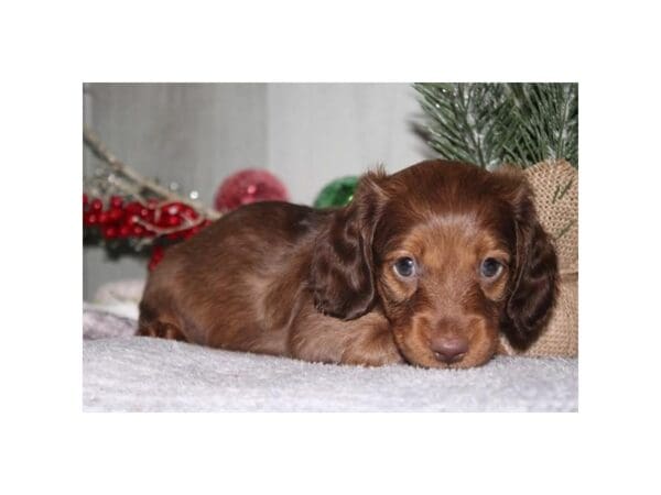 Miniature Dachshund Dog Male Brown 31048 Petland Frisco, Texas