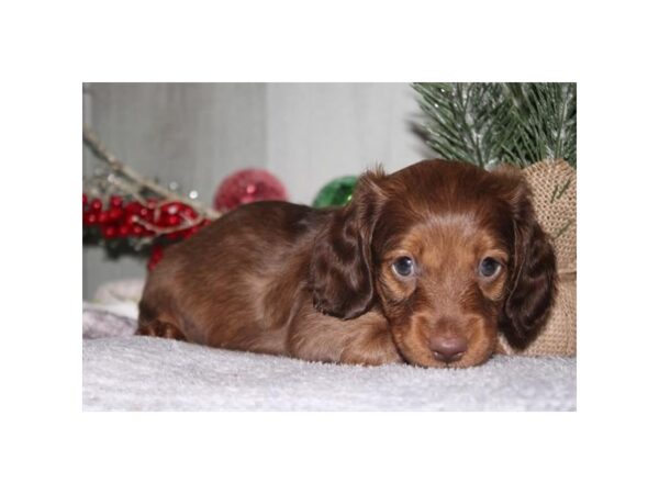 Miniature Dachshund-Dog-Male-Brown-31048-Petland Frisco & Mckinney, Texas