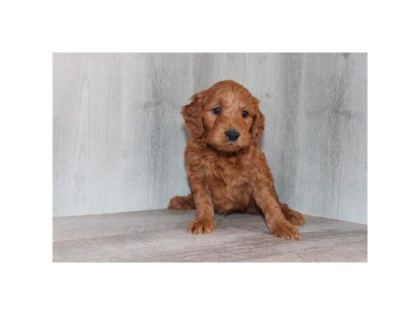 Goldendoodle Mini Dog Male Red 31032 Petland Frisco, Texas