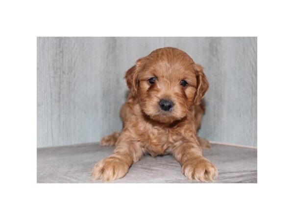 Goldendoodle Mini-Dog-Male-Red-31036-Petland Frisco, Texas