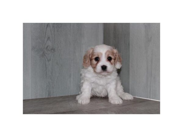 Cavachon-Dog-Female-Blenheim-31037-Petland Frisco, Texas