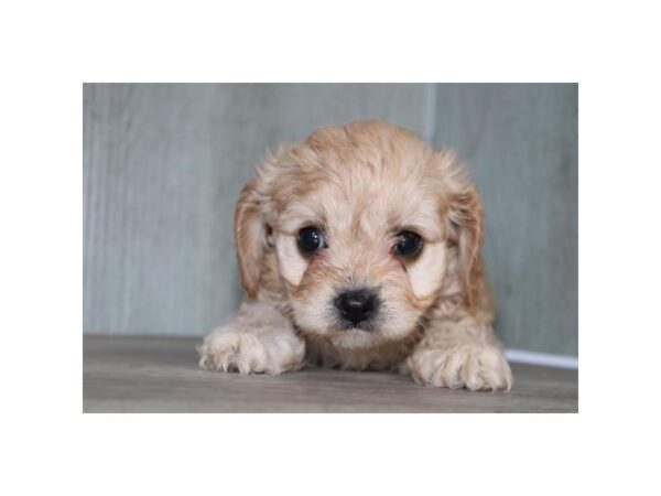 Cavachon Dog Female Blenheim 31038 Petland Frisco & Mckinney, Texas