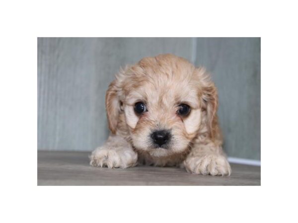 Cavachon Dog Female Blenheim 31038 Petland Frisco, Texas