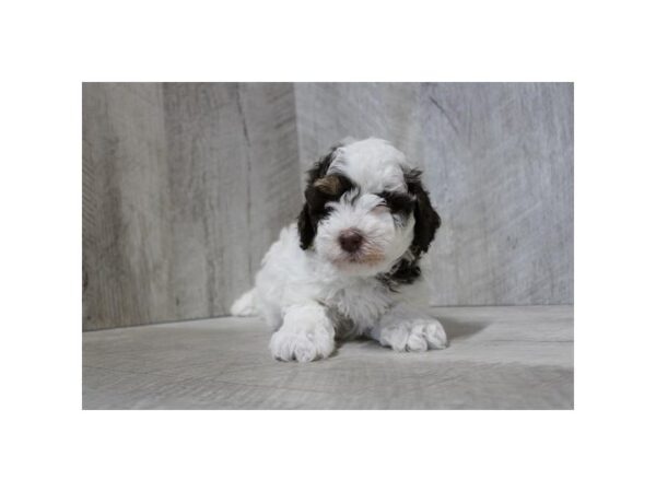 Havanese Dog Female White / Chocolate 31040 Petland Frisco, Texas