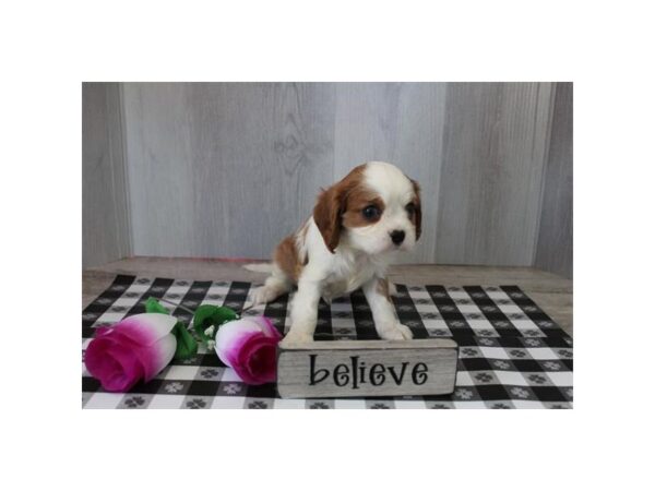 Cavalier King Charles Spaniel-Dog-Male-Blenheim-31043-Petland Frisco & Mckinney, Texas