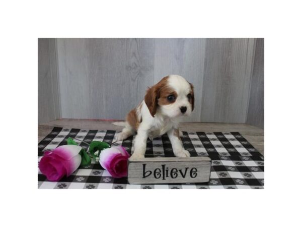 Cavalier King Charles Spaniel-Dog-Male-Blenheim-31043-Petland Frisco, Texas