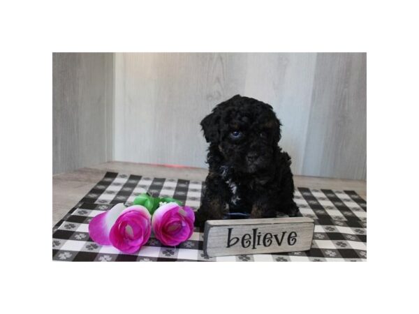 Poodle Mini-Dog-Female-Black / Tan-31041-Petland Frisco, Texas