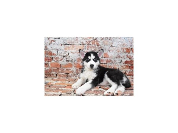 Siberian Husky Dog Male Black and White 31011 Petland Frisco, Texas