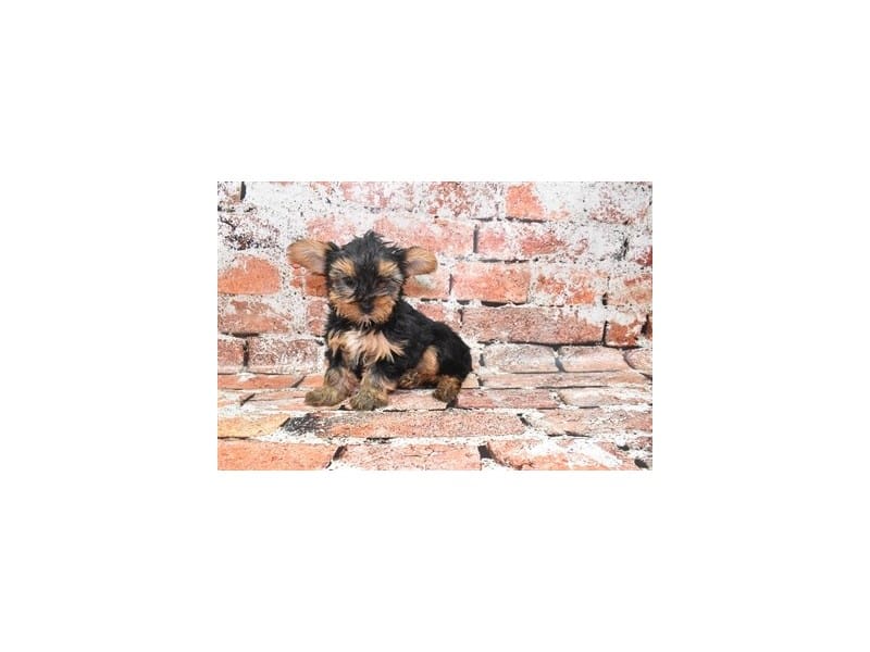 Yorkshire Terrier-Dog-Female-Black and Tan-3921070-Petland Frisco, Texas