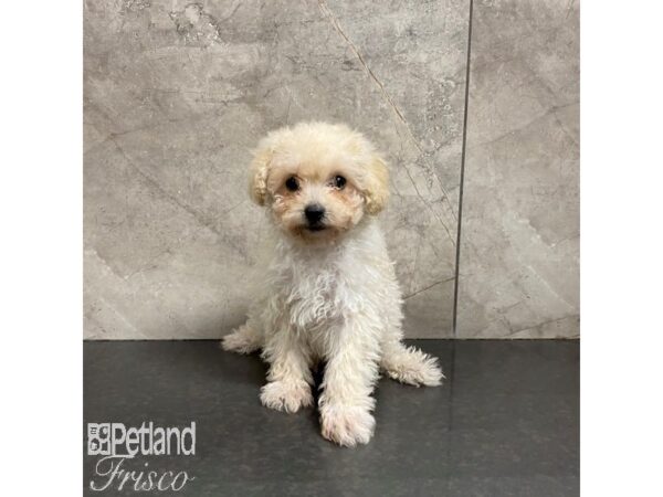 Maltipoo-Dog-Male-Cream-31053-Petland Frisco & Mckinney, Texas