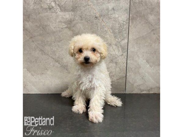 Maltipoo-Dog-Male-Cream-31053-Petland Frisco, Texas