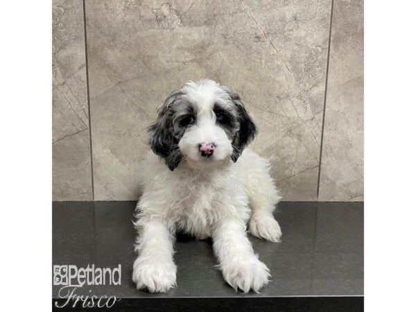 Mini Aussiedoodle Dog Male Blue / White 31050 Petland Frisco, Texas