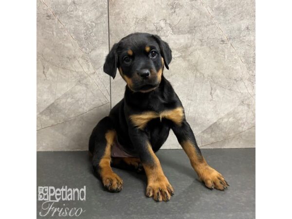 Rottweiler Dog Female Black / Tan 31049 Petland Frisco, Texas