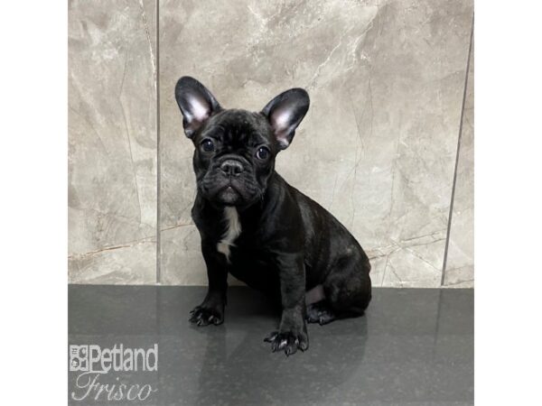 French Bulldog-Dog-Female-Brindle and White-31030-Petland Frisco & Mckinney, Texas