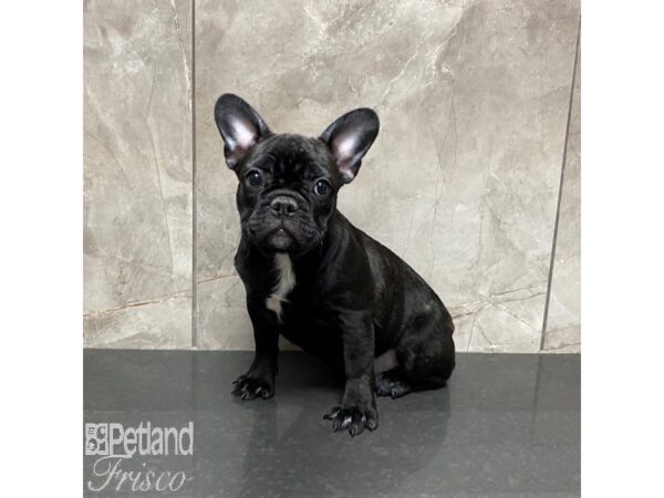 French Bulldog-Dog-Female-Brindle and White-31030-Petland Frisco, Texas