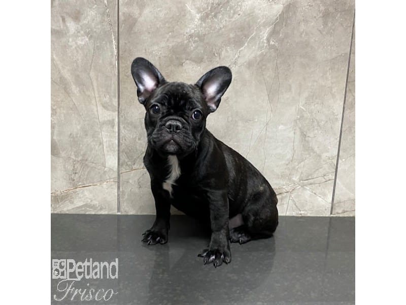 French Bulldog-Dog-Female-Brindle and White-3921671-Petland Frisco, Texas