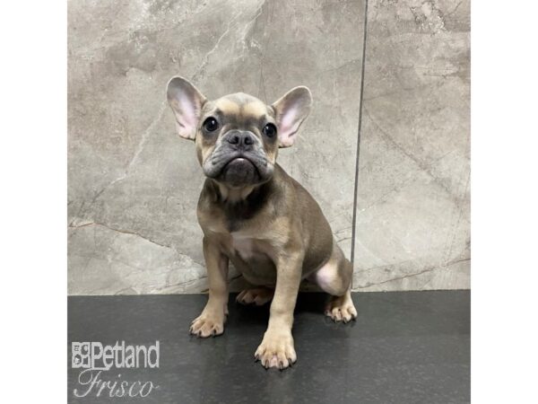 French Bulldog-Dog-Female-Sable and Blue-31029-Petland Frisco & Mckinney, Texas