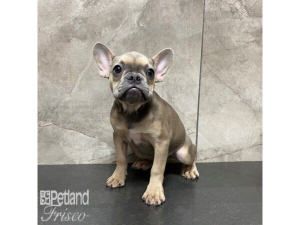 French Bulldog-Dog-Female-Sable and Blue-31029-Petland Frisco, Texas