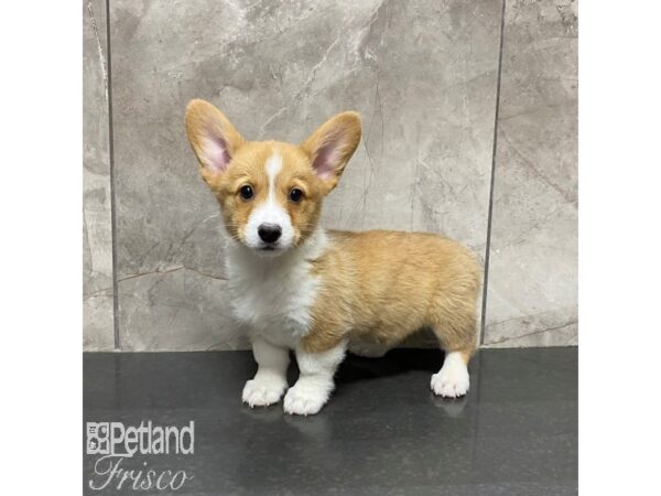 Pembroke Welsh Corgi Dog Female Sable / White 31026 Petland Frisco, Texas