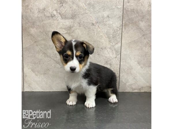 Pembroke Welsh Corgi Dog Female Black Tan / White 31025 Petland Frisco, Texas