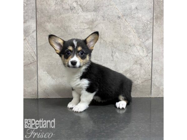 Pembroke Welsh Corgi-Dog-Female-Black Tan / White-31022-Petland Frisco & Mckinney, Texas