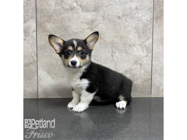 Pembroke Welsh Corgi-Dog-Female-Black Tan / White-31022-Petland Frisco, Texas