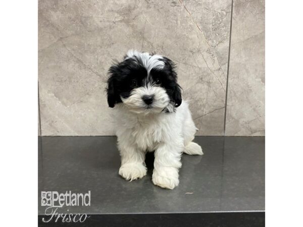 Teddy Bear-Dog-Female-Parti-31002-Petland Frisco, Texas