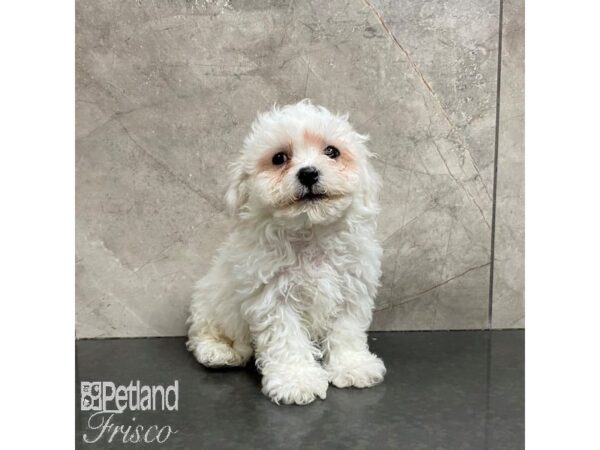 Bichon Frise-Dog-Male-White-31001-Petland Frisco & Mckinney, Texas