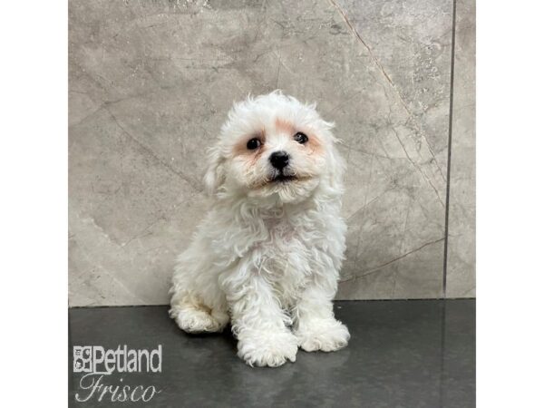 Bichon Frise Dog Male White 31001 Petland Frisco, Texas