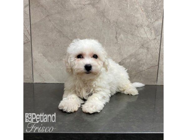 Bichon Frise Dog Female White 31000 Petland Frisco, Texas