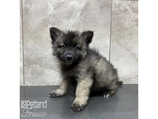 Keeshond/Alaskan Klee Kai Dog Male Black and Silver 30999 Petland Frisco, Texas