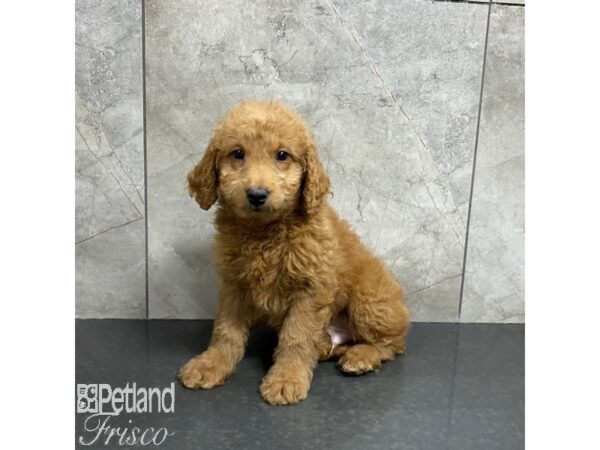 Goldendoodle Mini-Dog-Male-Red-31039-Petland Frisco, Texas