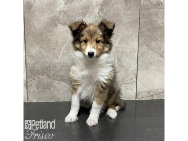 Shetland Sheepdog Dog Female Sable / White 31028 Petland Frisco, Texas