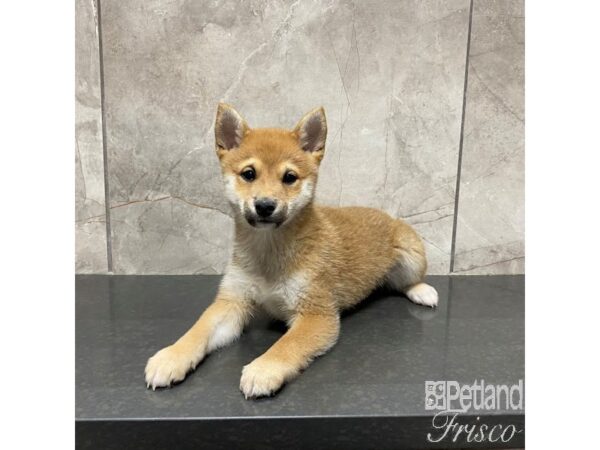 Shiba Inu Dog Male Red Sesame 31017 Petland Frisco, Texas