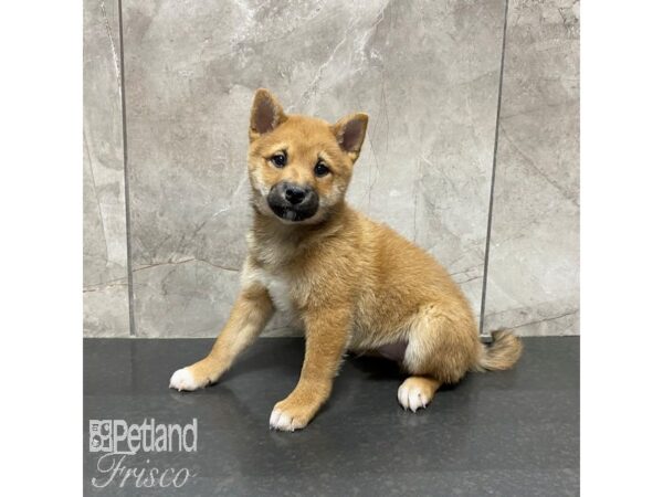 Shiba Inu Dog Male Red Sesame 31013 Petland Frisco, Texas